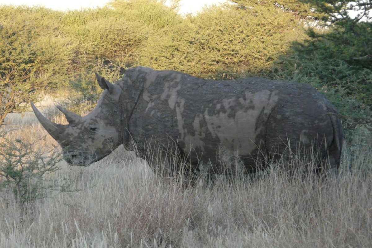 Nashorn hautnah