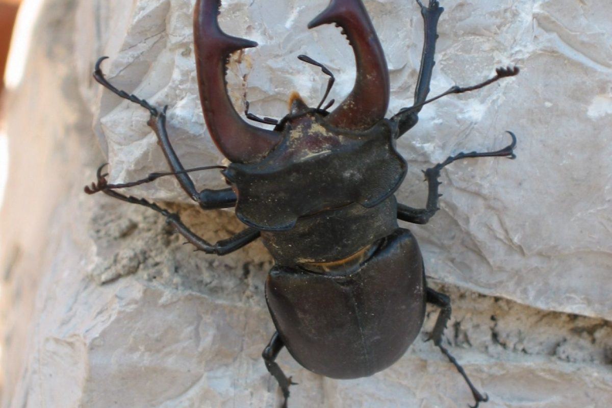 Zagoria
